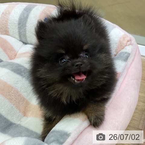 愛知県のポメラニアン (ペットプラス mozoワンダーシティ店/2026年4月27日生まれ/女の子/ブラックタン)の子犬の4枚目の画像