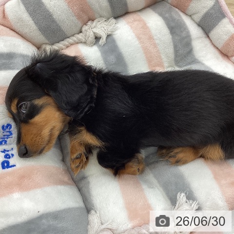 ミニチュア・ダックスフンドの写真