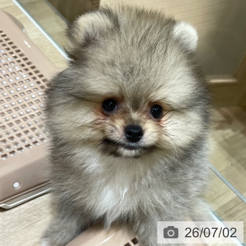 ポメラニアンの写真