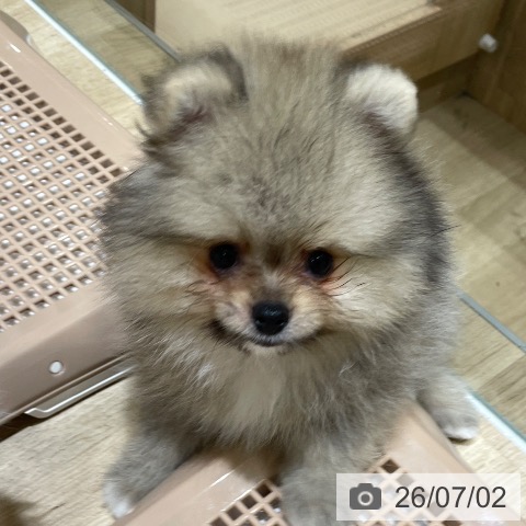 ポメラニアンの写真