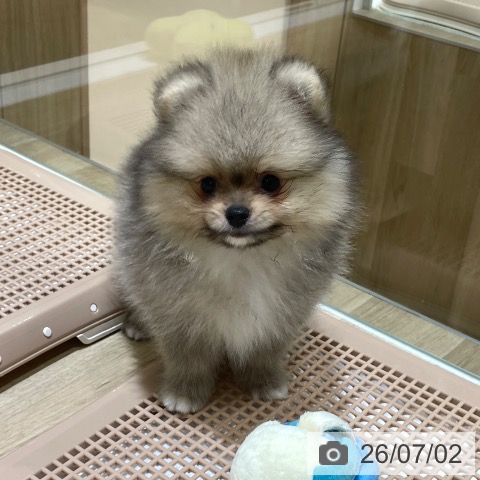 ポメラニアンの写真