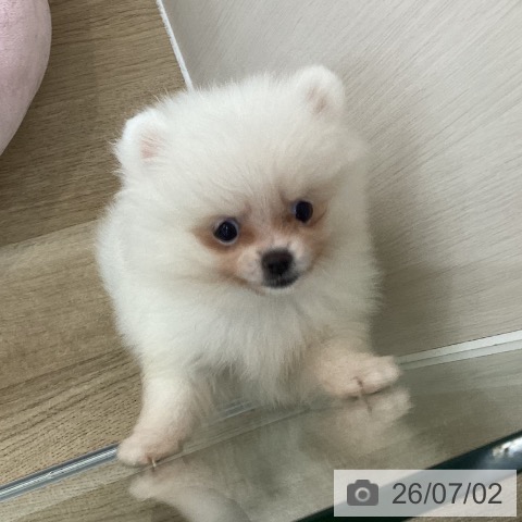 愛知県のポメラニアン (ペットプラス 豊橋牧野店/2026年4月28日生まれ/女の子/クリーム)の子犬の3枚目の画像