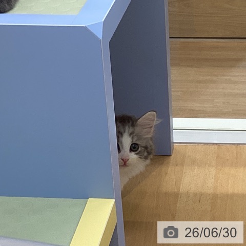サイベリアンの写真