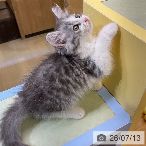 愛知県のサイベリアン (ペットプラス mozoワンダーシティ店/2026年4月29日生まれ/女の子/シルバータビーホワイト)の子猫の3枚目の画像