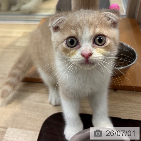 大阪府のスコティッシュフォールド (ペットプラス イオン大日店/2026年4月24日生まれ/男の子/クリームタビーホワイト)の子猫の4枚目の画像