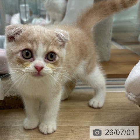 大阪府のスコティッシュフォールド (ペットプラス イオン大日店/2026年4月24日生まれ/男の子/クリームタビーホワイト)の子猫の3枚目の画像