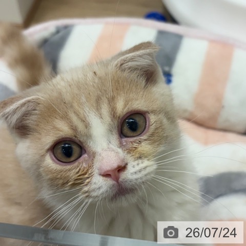 大阪府のスコティッシュフォールド (ペットプラス イオン大日店/2026年4月24日生まれ/男の子/クリームタビーホワイト)の子猫の4枚目の画像