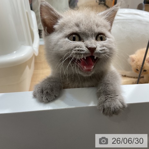ブリティッシュショートヘアの写真