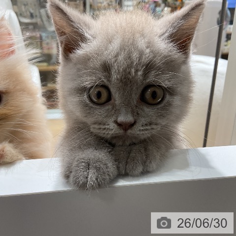 ブリティッシュショートヘアの写真