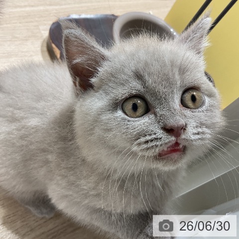 ブリティッシュショートヘアの写真