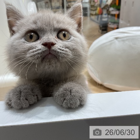 ブリティッシュショートヘアの写真