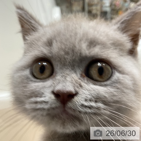 ブリティッシュショートヘアの写真