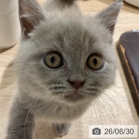 ブリティッシュショートヘアの写真