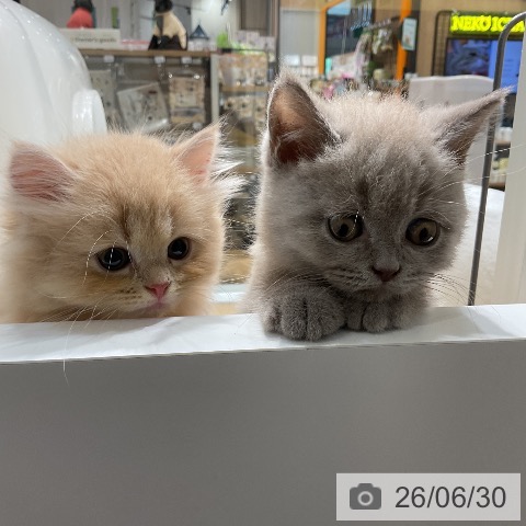 ブリティッシュショートヘアの写真
