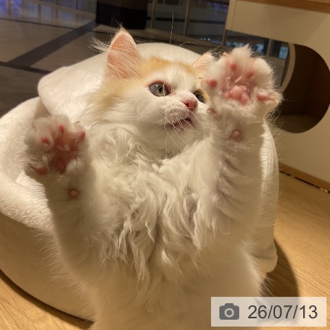 愛知県のラガマフィン (ペットプラス イオンモール豊川店/2026年4月25日生まれ/女の子/レッドタビーホワイト)の子猫の3枚目の画像