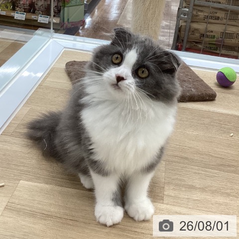 愛知県のスコティッシュフォールド (ペットプラス 豊橋牧野店/2026年4月28日生まれ/男の子/ブルーホワイト)の子猫の4枚目の画像