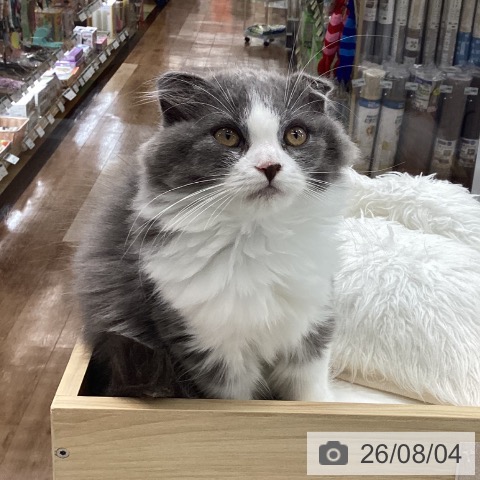 愛知県のスコティッシュフォールド (ペットプラス 豊橋牧野店/2026年4月28日生まれ/男の子/ブルーホワイト)の子猫の4枚目の画像