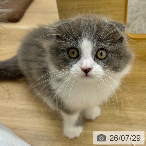 愛知県のスコティッシュフォールド (ペットプラス 豊橋牧野店/2026年4月28日生まれ/男の子/ブルーホワイト)の子猫の3枚目の画像