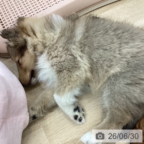 シェットランド・シープドッグの写真