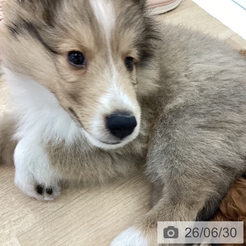 シェットランド・シープドッグの写真