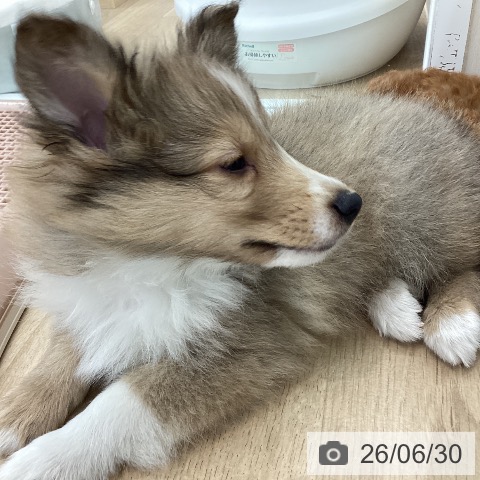 シェットランド・シープドッグの写真