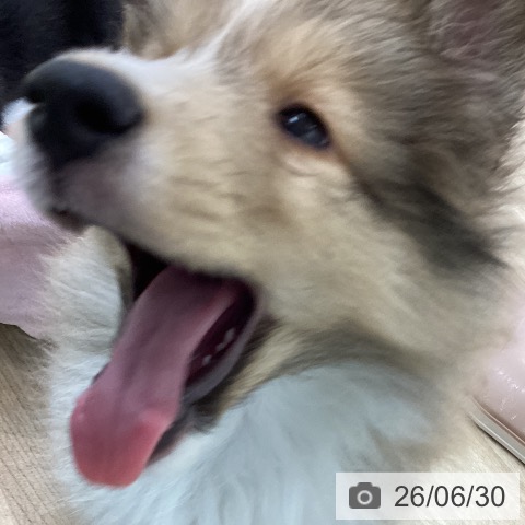 シェットランド・シープドッグの写真