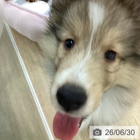 シェットランド・シープドッグの写真
