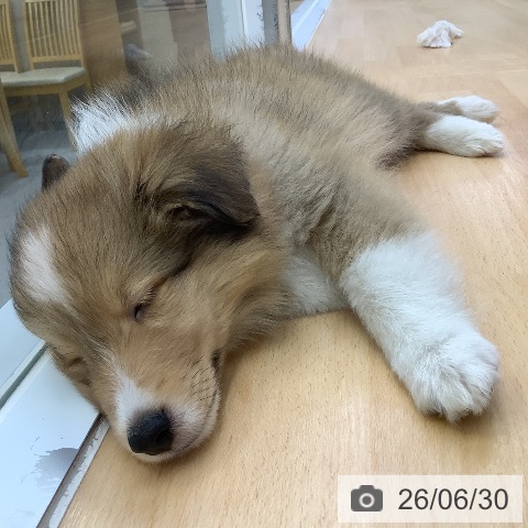シェットランド・シープドッグの写真