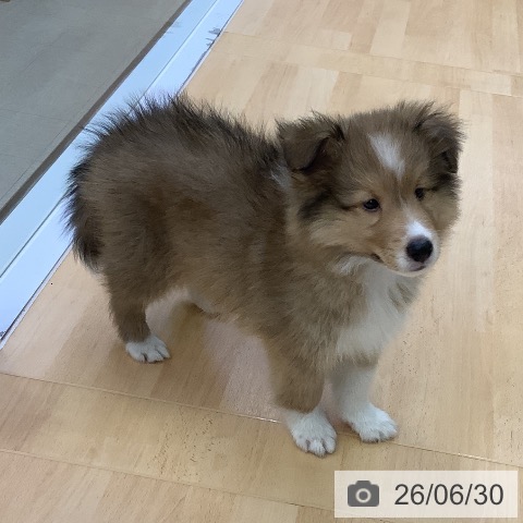 シェットランド・シープドッグの写真