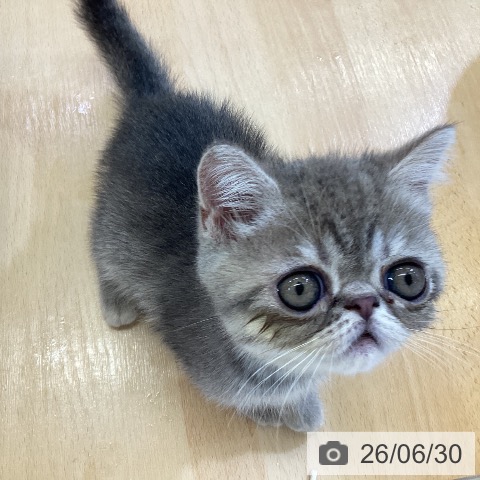 エキゾチックの写真