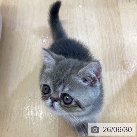 エキゾチックの写真