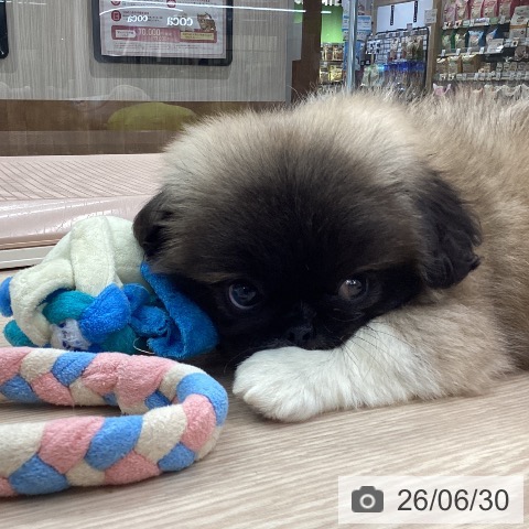 ペキニーズの写真