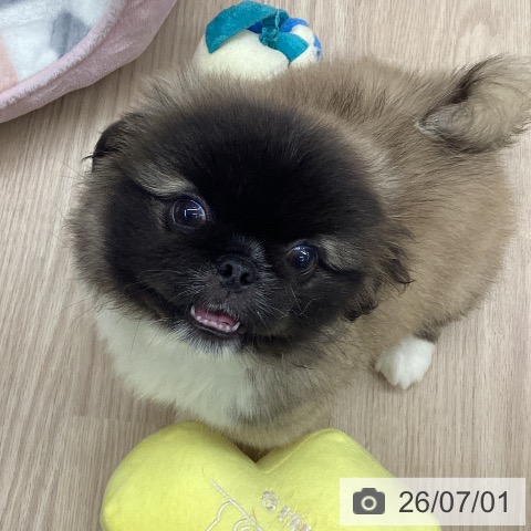 石川県のペキニーズ (ペットプラス 白山店/2026年4月27日生まれ/男の子/フォーンホワイト)の子犬の3枚目の画像