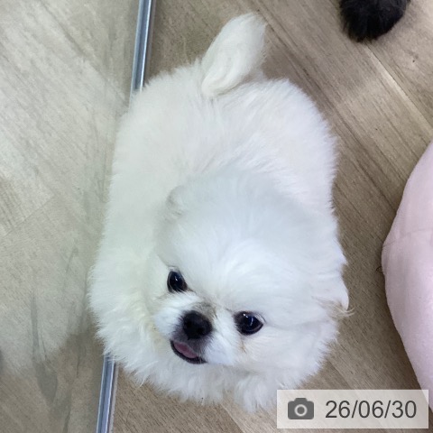 ペキニーズの写真