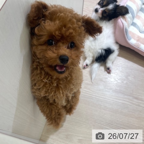 富山県のトイプードル(トイ) (ペットプラス 高岡店/2026年4月25日生まれ/男の子/レッド)の子犬の4枚目の画像