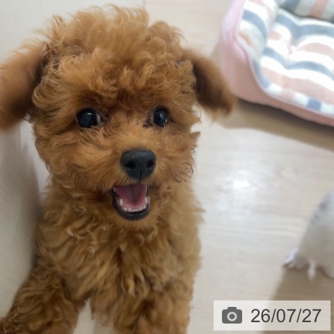 富山県のトイプードル(トイ) (ペットプラス 高岡店/2026年4月25日生まれ/男の子/レッド)の子犬の3枚目の画像
