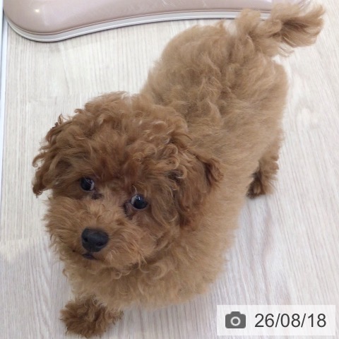 富山県のトイプードル(トイ) (ペットプラス となみ店/2026年4月25日生まれ/男の子/レッド)の子犬の3枚目の画像