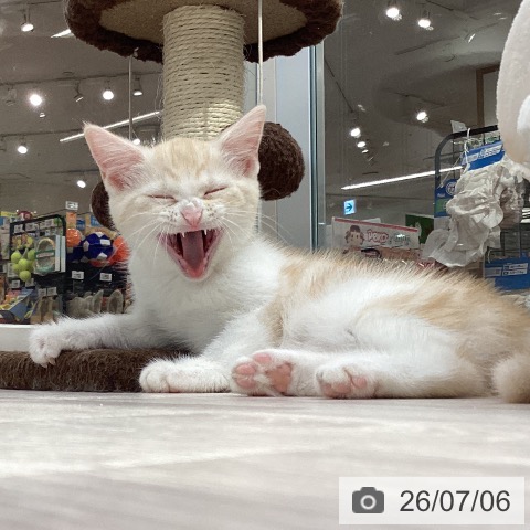 愛知県のスコティッシュフォールド (ペットプラス イオンモール長久手店/2026年4月20日生まれ/女の子/レッドタビーホワイト)の子猫の4枚目の画像