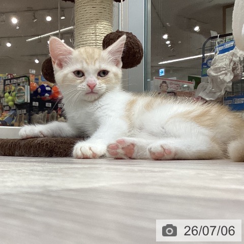 愛知県のスコティッシュフォールド (ペットプラス イオンモール長久手店/2026年4月20日生まれ/女の子/レッドタビーホワイト)の子猫の3枚目の画像