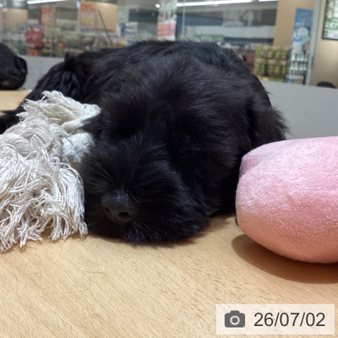 石川県のミニチュアシュナウザー (ペットプラス 新小松店/2026年4月26日生まれ/男の子/ブラック)の子犬の3枚目の画像