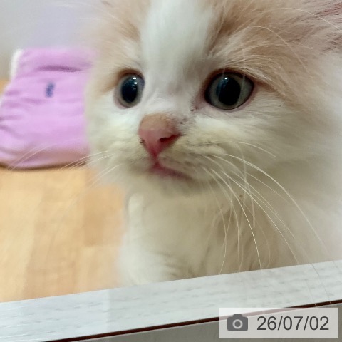 愛知県のラガマフィン (ペットプラス 名古屋茶屋店/2026年4月30日生まれ/男の子/クリームタビーホワイト)の子猫の3枚目の画像