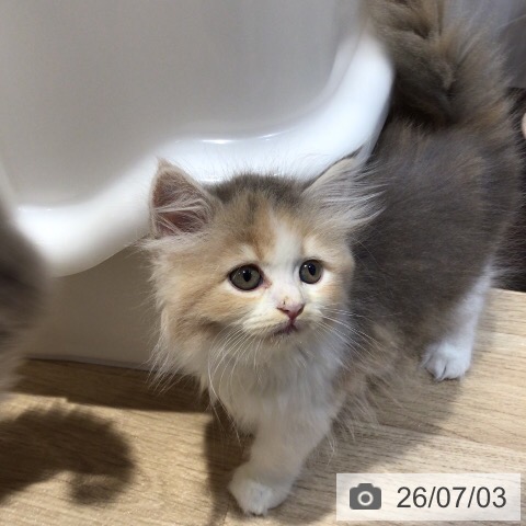岐阜県のラガマフィン (ペットプラス 各務原店/2026年4月30日生まれ/女の子/ダイリュートキャリコ)の子猫の3枚目の画像