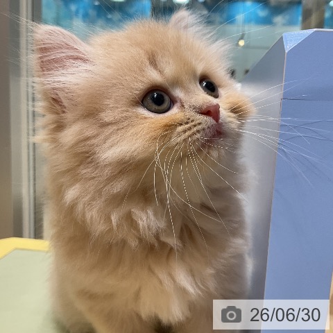 ラガマフィンの写真