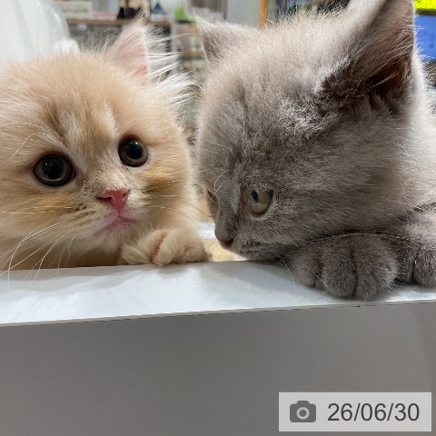 ラガマフィンの写真