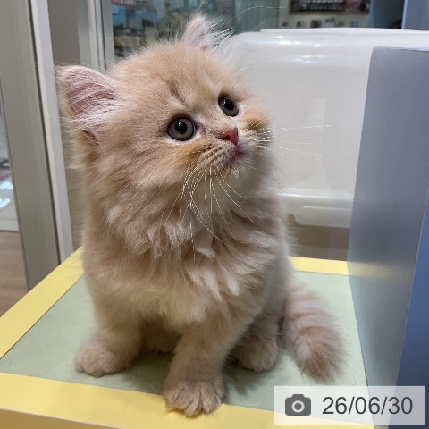 ラガマフィンの写真