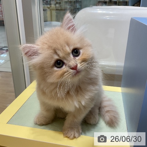 愛知県のラガマフィン (ペットプラス ナゴヤドーム前店/2026年4月29日生まれ/男の子/クリームタビー)の子猫の4枚目の画像