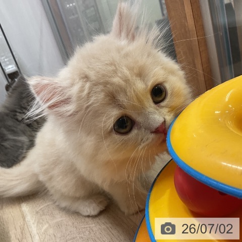 愛知県のラガマフィン (ペットプラス 岡崎店/2026年4月29日生まれ/女の子/クリームタビー)の子猫の3枚目の画像