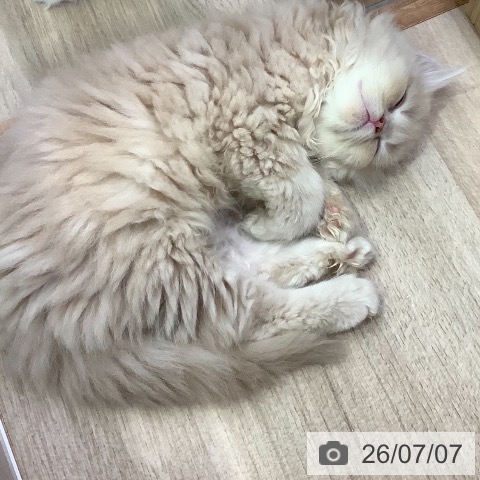 愛知県のラガマフィン (ペットプラス 岡崎店/2026年4月29日生まれ/女の子/クリームタビー)の子猫の3枚目の画像