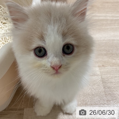 ラガマフィンの写真