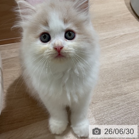 ラガマフィンの写真